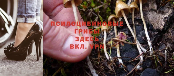 прущие грибы Алзамай